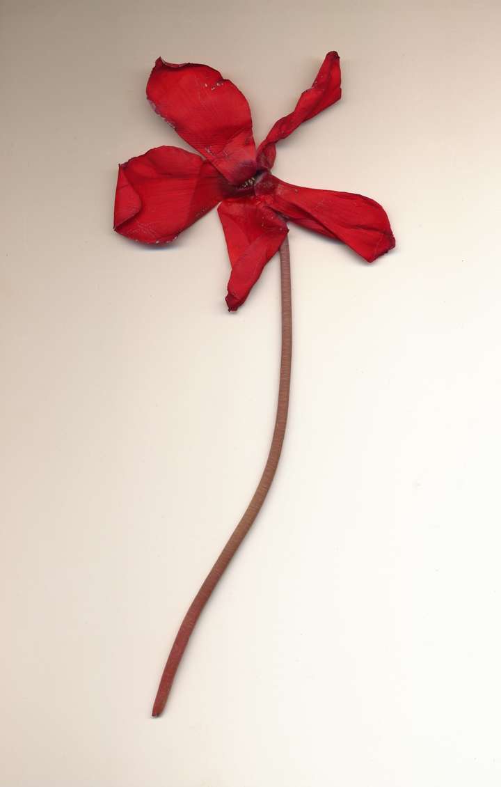 A homeless man sold me this flower while I was waiting to enter a concert at the Warfield. I handed him a dollar. He said 
